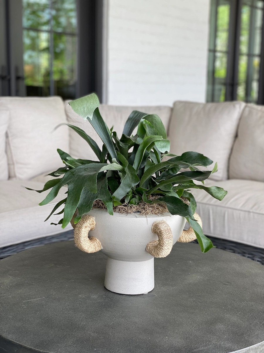 coffee table plant
